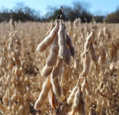 Will Soybeans Grow Back After Deer Eat Them?