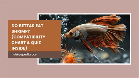 Will Betta Eat Shrimp