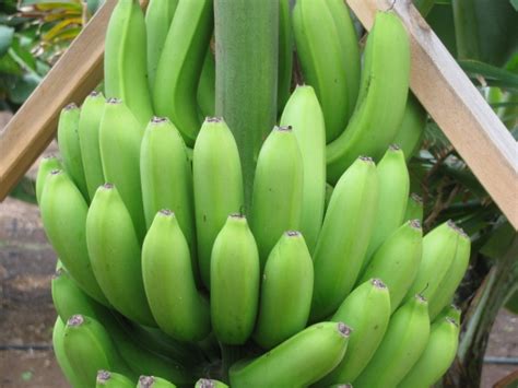 Williams Bananas