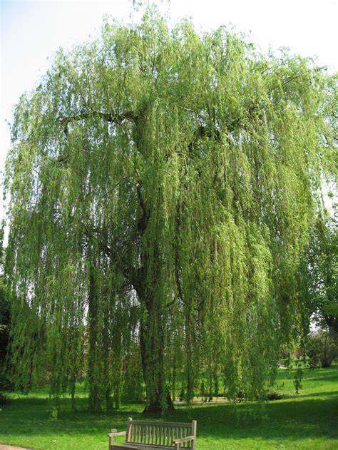 Willow (Salix alba)