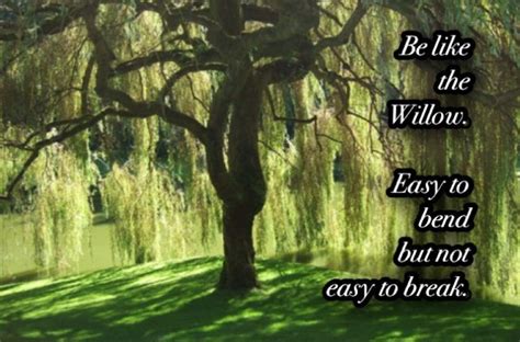 Willow tree quotes