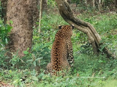 Wilpattu leopard spotting