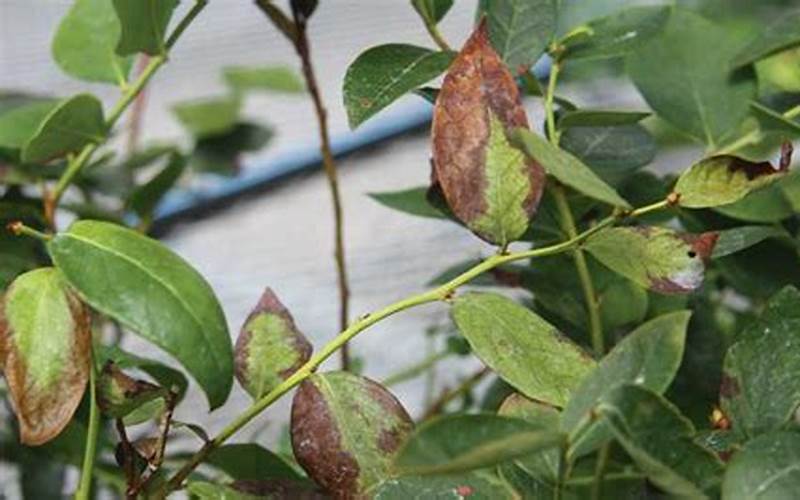 Wilting Leaves On Japanese Blueberry Tree
