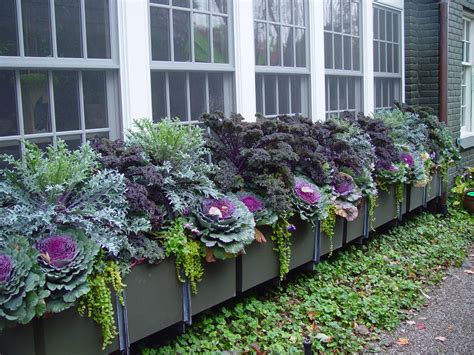 Window Box Plants For Fall And Winter