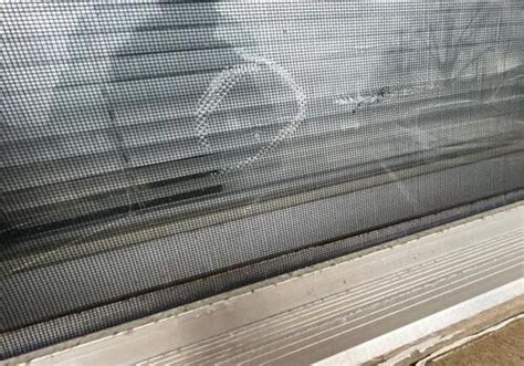 Window Screen Damage