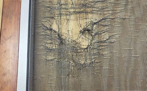 Window Screen Repair St Louis Image