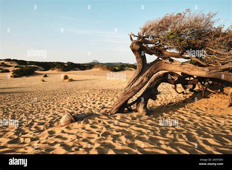 Windswept Desert Landscape