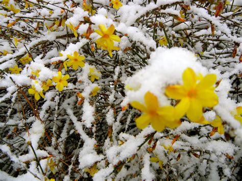 Winter Jasmine