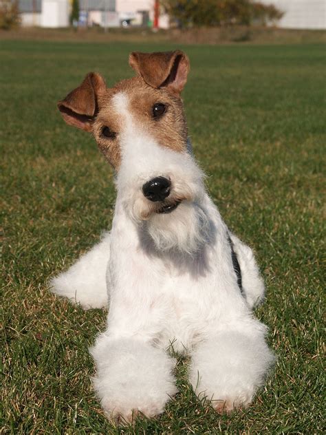 Coco wire fox terrier currently fostered in London looking for a home