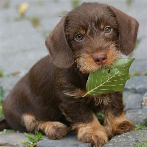 Wire Haired Dachshund Puppies For Sale In Michigan