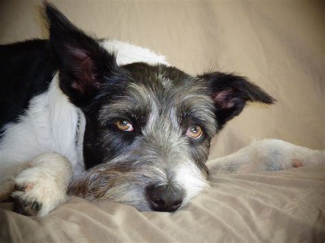 Pin by Felicity Dunkle on Sweetness Collie, Pretty dogs, Border collie