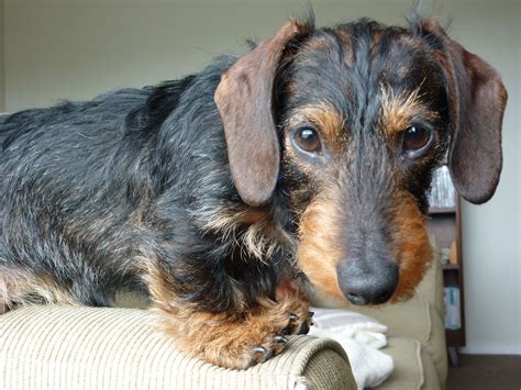 Wire Haired Dachshund Puppies For Sale In Michigan
