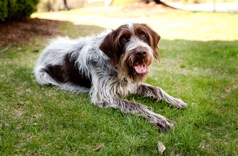 Wirehaired Pointing Griffon Dogs, Dog breeds, Hunting dogs