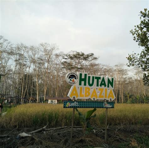 Wisata Hutan Albasia Kuala Dua Kabupaten Kubu Raya Kalimantan Barat