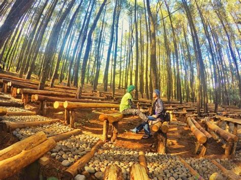 Wisata Edukasi Konservasi di Taman Wisata Hutan Pinus Jogja