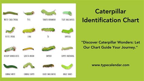 Wisconsin Caterpillars Identification Chart