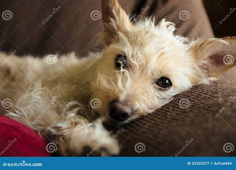 Wispy Dog Picture