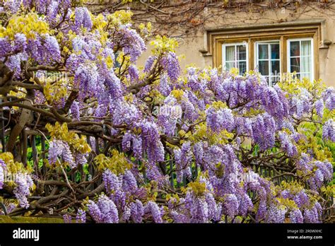 Wisteria Land