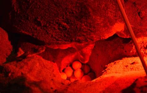 Witnessing Nesting Process Sal Island