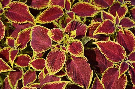 Wizard Scarlet Coleus