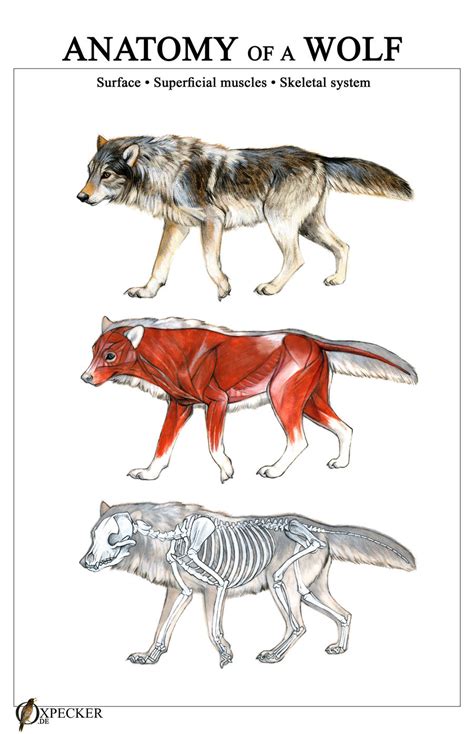Maned Wolf Anatomy by OhWoahItsMe on DeviantArt