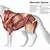 Wolf Muscle Anatomy