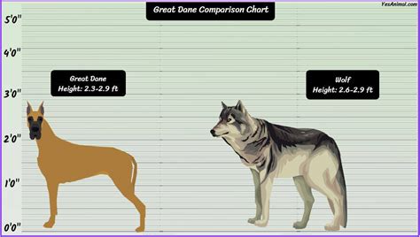 Wolf Vs Great Dane Size Comparison
