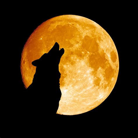 Wolf Moon