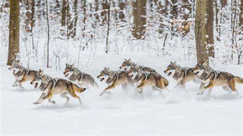 Wolf Pack Running