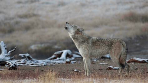 Wolf in Yellowstone