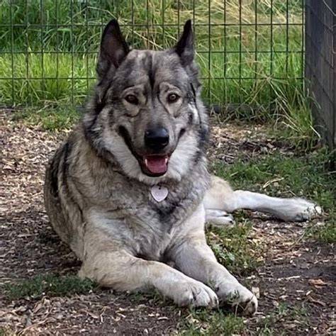 Wolfdog X German Shepherd