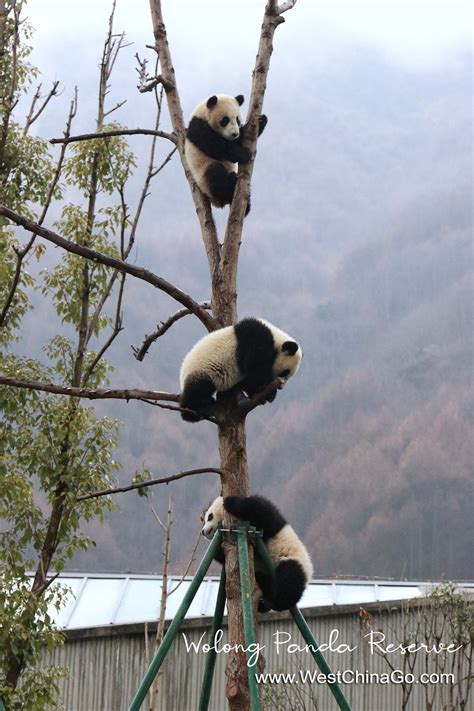 Wolong reserva de pandas