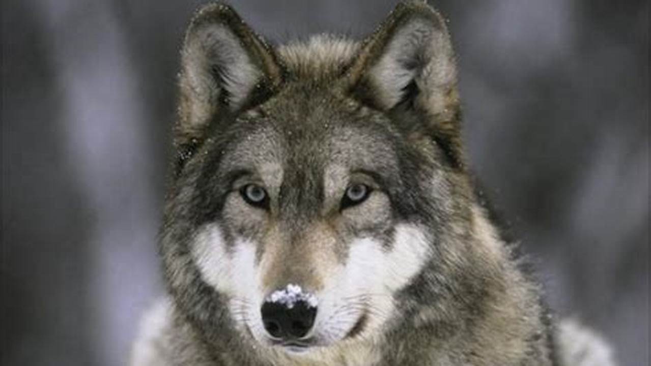 Wolves 2024 Calendar Google