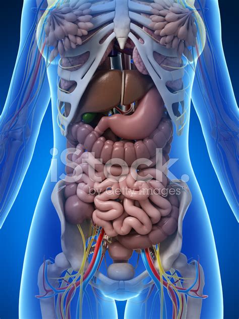 Abdominal Anatomy Pictures Female / Abdominal Cavity