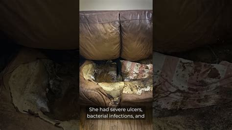 Victim of Neglect: Heartbreaking Story of Woman Trapped and Fused to Couch Sends Shockwaves Across the Nation