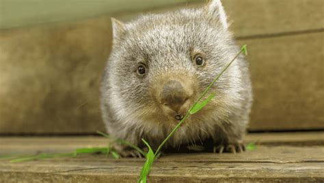 Wombat Video For Kids
