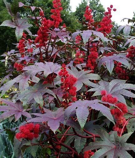 Wonderboom In De Tuin