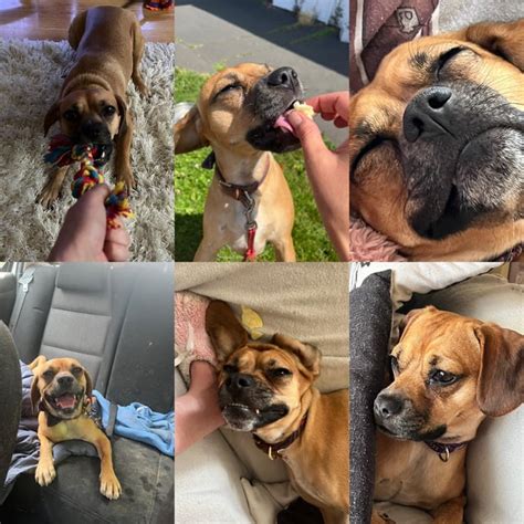 Wonderful Beagle Cross