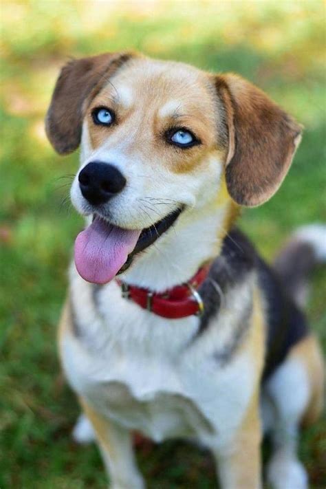 Wonderful Beagle Husky Mix