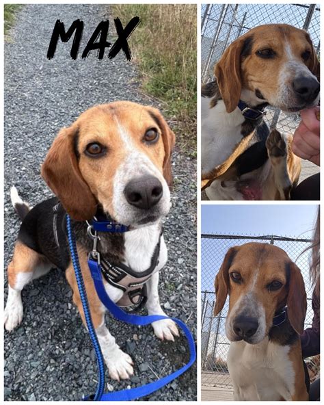 Wonderful Beagle Mix