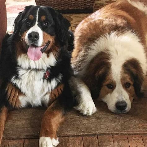 Wonderful Bernese Great Pyrenees Mix