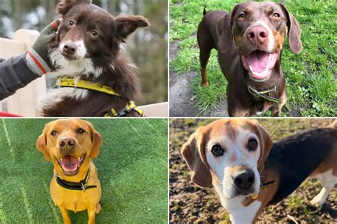 Wonderful Best Dogs For Cities