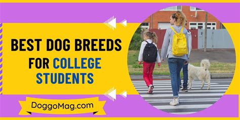 Wonderful Best Dogs For College Students