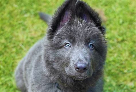 Wonderful Blue German Shepard