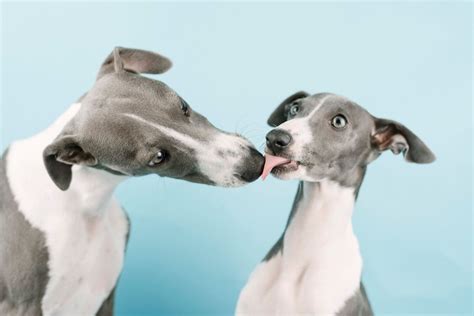 Wonderful Bully Whippets