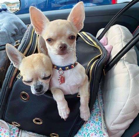 Wonderful Carriers For Teacup Dogs