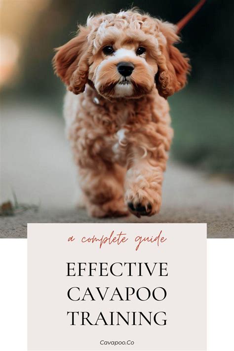 Wonderful Cavapoo Training Video