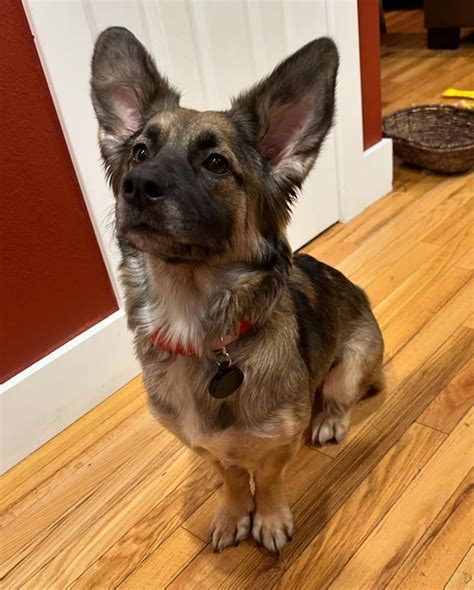 Wonderful Corgi German Shepherd Mix