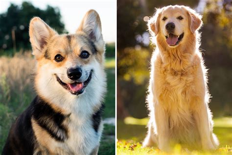 Wonderful Corgi Golden Retriever Mix