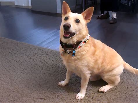 Wonderful Corgi Lab Mix